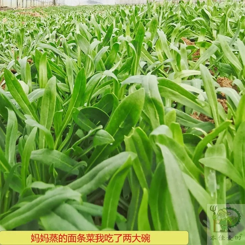 河南夏邑县面条菜