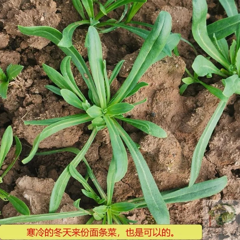 河南夏邑县面条菜