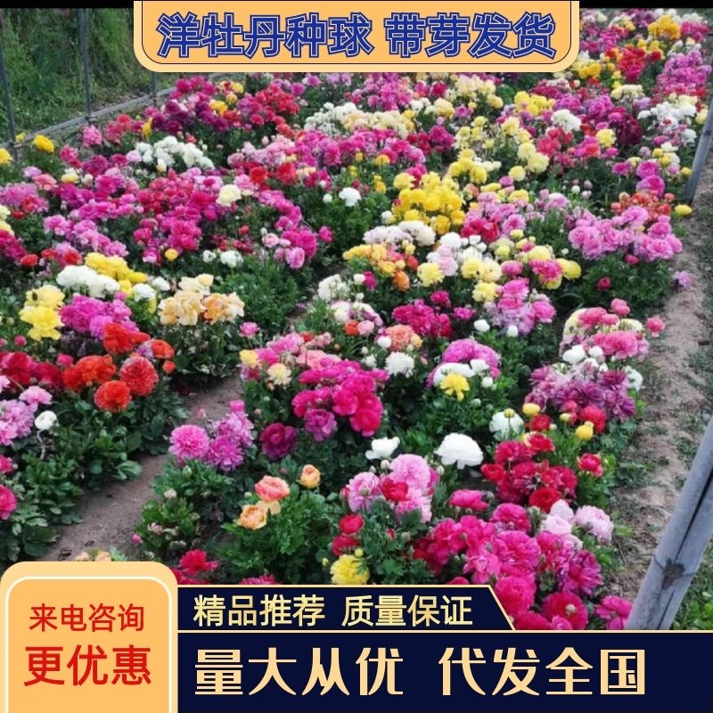 一手货源自家苗圃催芽花毛茛种球重瓣洋牡丹球根多年生耐寒花卉