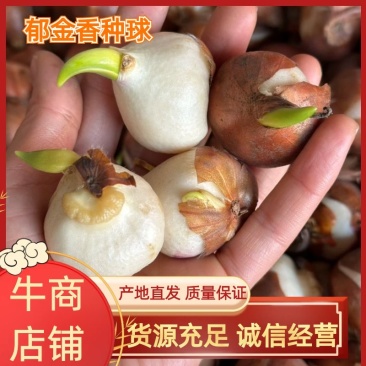 进口郁金香自然球范伊克11➕种球耐寒花卉成活率高易管理