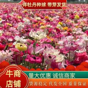 催芽洋牡丹种球多年生花毛茛耐寒易养活花卉承接工程绿化城市装点