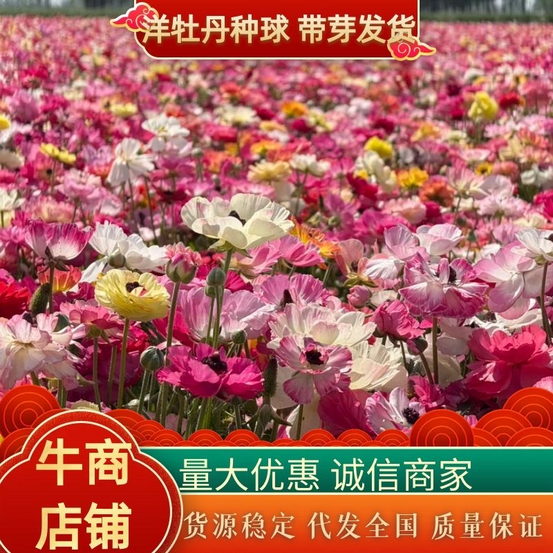 催芽洋牡丹种球多年生花毛茛耐寒易养活花卉承接工程绿化城市装点