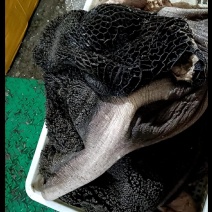 厂家批发鲜牛肚，牛大肚金钱肚，纯干无水，每天大量现货