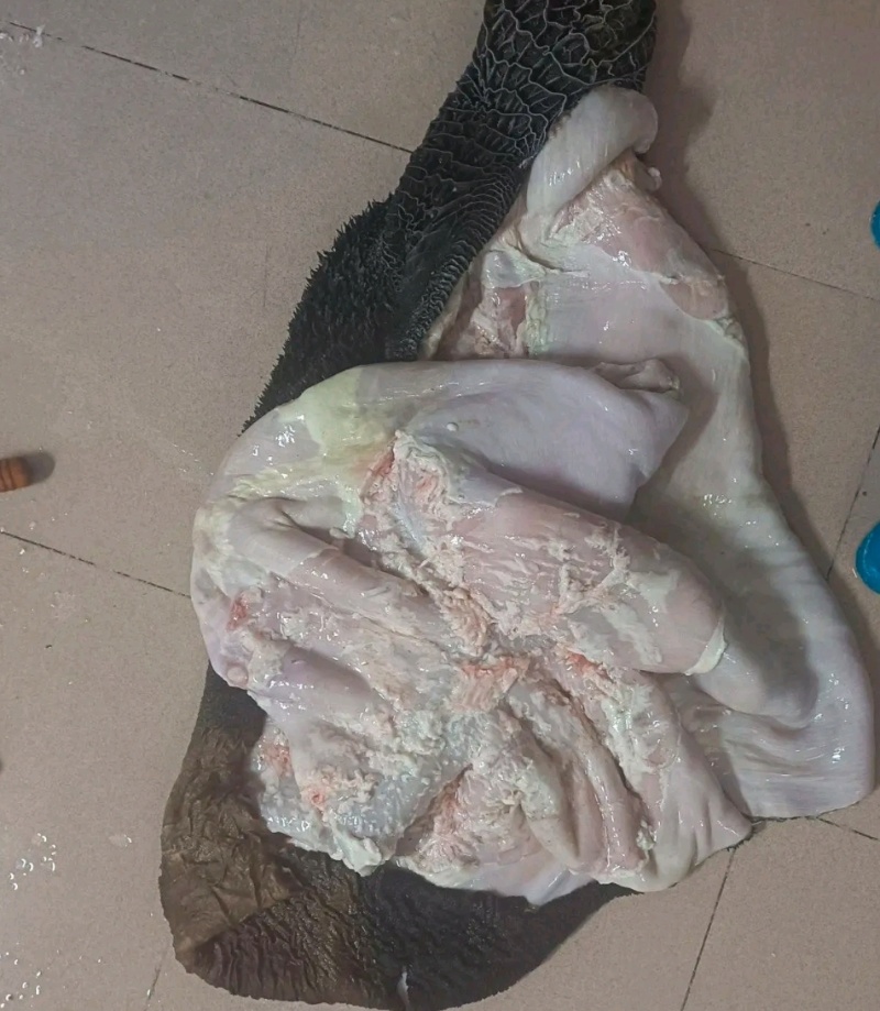 厂家批发鲜牛肚，牛大肚金钱肚，纯干无水，每天大量现货