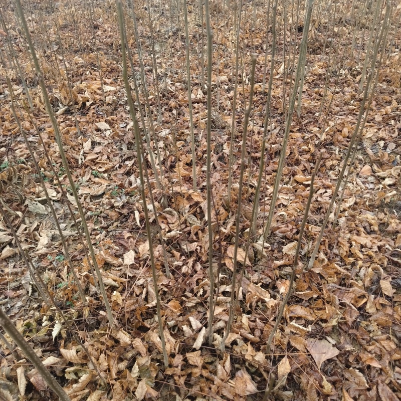 栾树苗裸根苗规格齐全量大价优需要联系