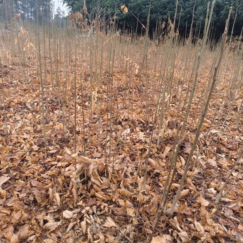 栾树苗裸根苗规格齐全量大价优需要联系
