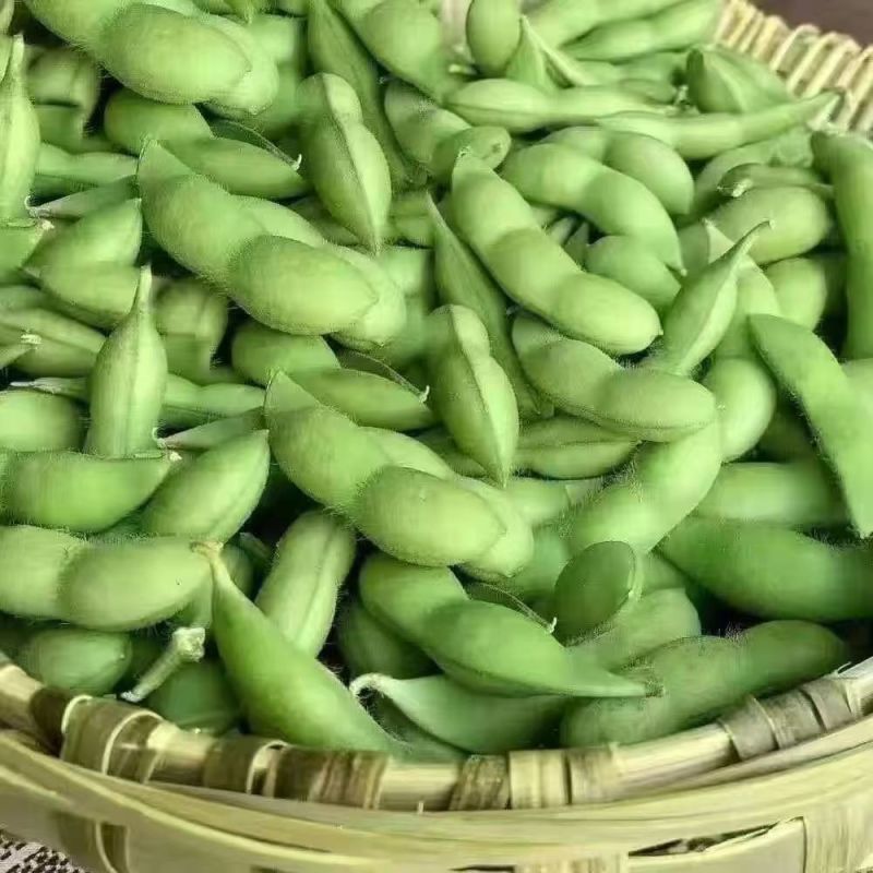 台湾75-3毛豆种子毛豆3号荚大粒大高产耐热抗病鲜食毛豆