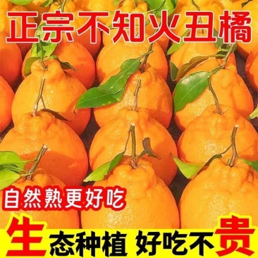 丑橘粑粑柑不知火对接各大电商平台一件代发日发万单以上的量