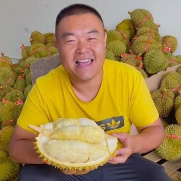 金枕榴莲一手批发价格，A果保5房，坏果包赔