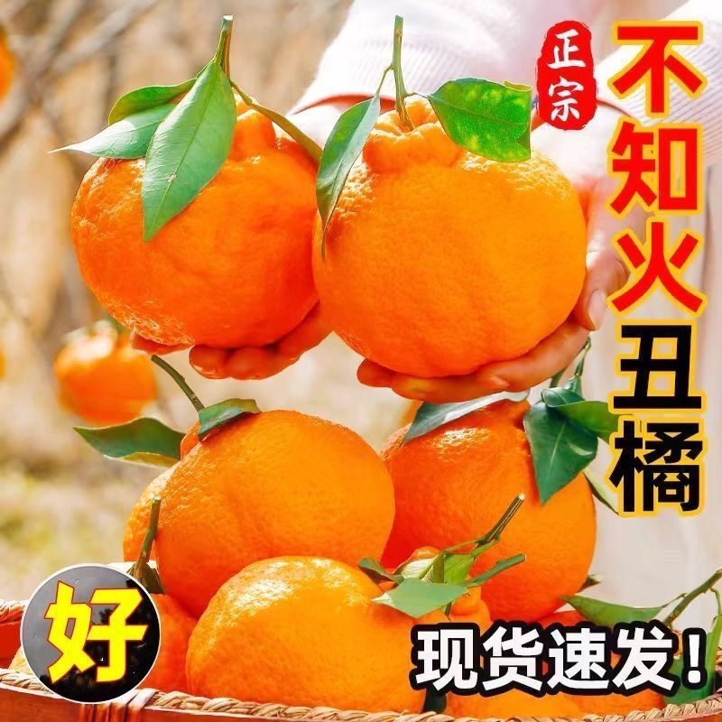 丑橘粑粑柑不知火对接各大电商平台一件代发日发万单以上的量