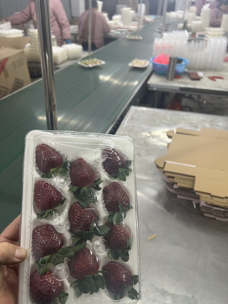 黑草莓真红美玲黑珍珠