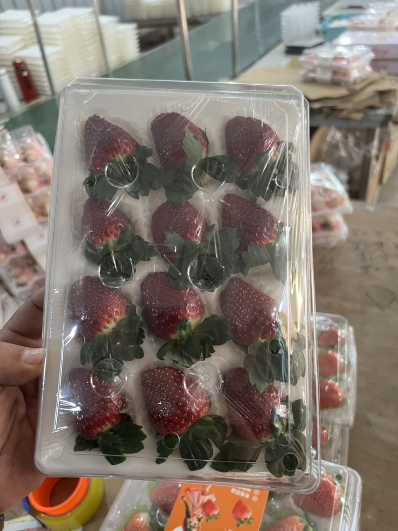 黑草莓真红美玲黑珍珠