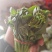 苏北青菜苔