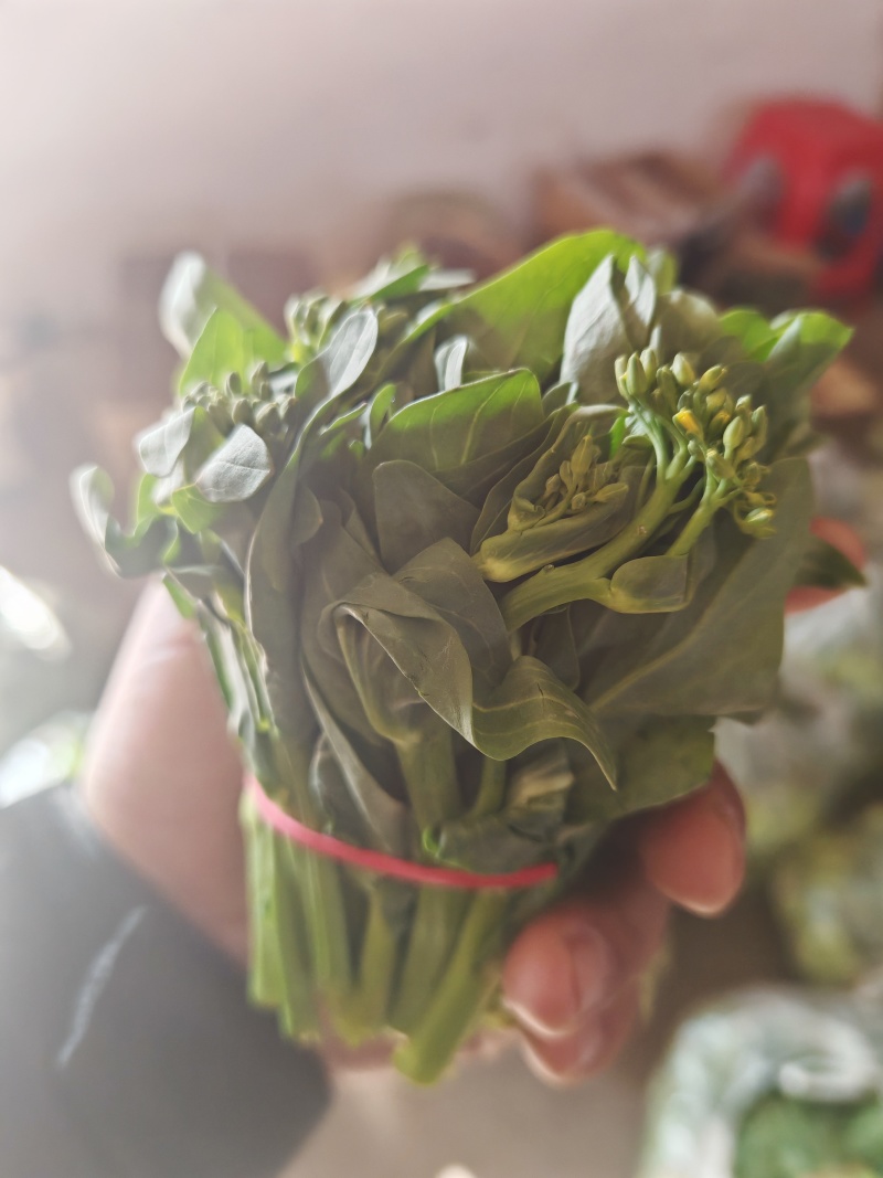 苏北青菜苔