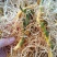 玉竹（中药材，云南高山玉竹，鲜货，基地直供，20斤起批）