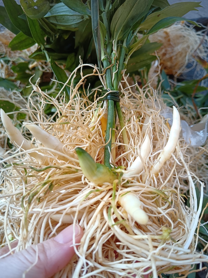 玉竹（中药材，云南高山玉竹，鲜货，基地直供，20斤起批）