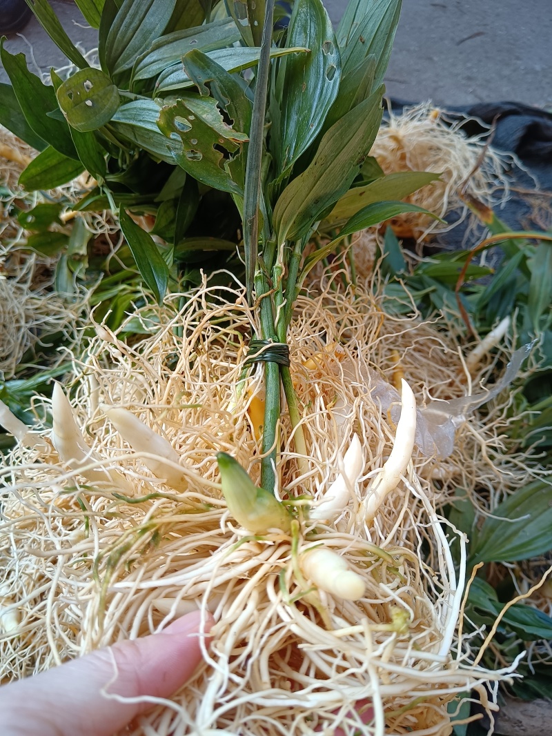 玉竹（中药材，云南高山玉竹，鲜货，基地直供，20斤起批）
