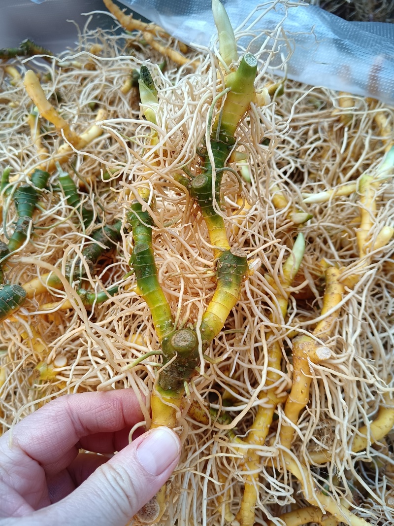 玉竹（中药材，云南高山玉竹，鲜货，基地直供，20斤起批）
