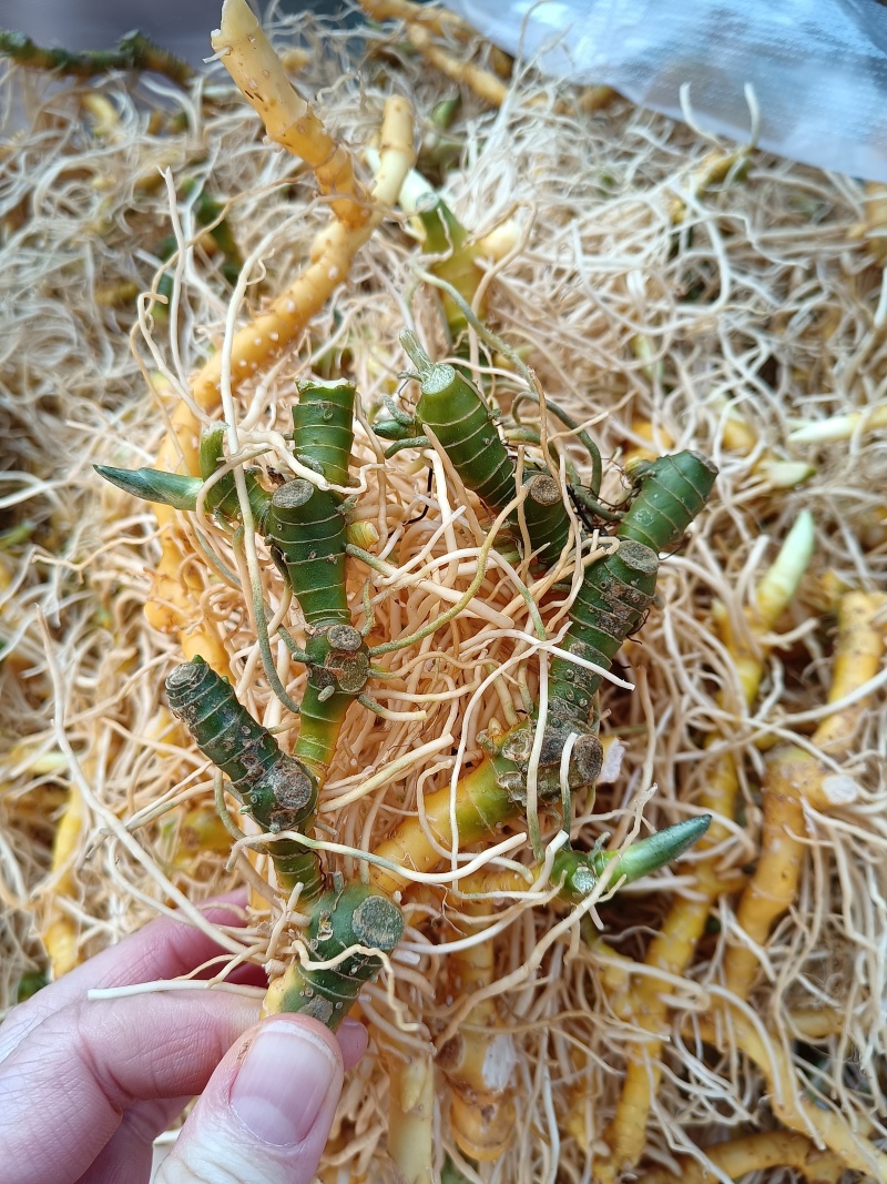 玉竹（中药材，云南高山玉竹，鲜货，基地直供，20斤起批）