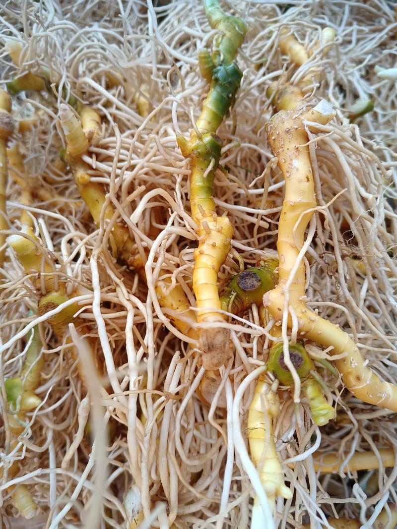 玉竹（中药材，云南高山玉竹，鲜货，基地直供，20斤起批）