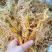 玉竹（中药材，云南高山玉竹，鲜货，基地直供，20斤起批）