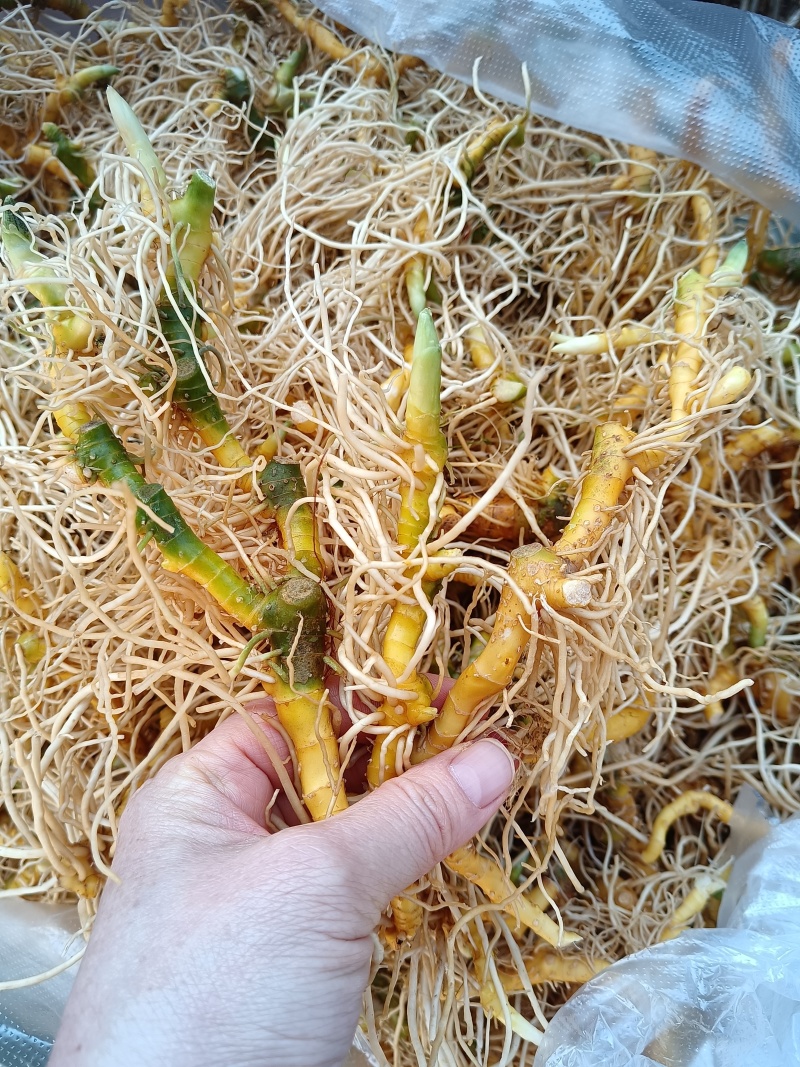 玉竹（中药材，云南高山玉竹，鲜货，基地直供，20斤起批）