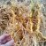 玉竹（中药材，云南高山玉竹，鲜货，基地直供，20斤起批）