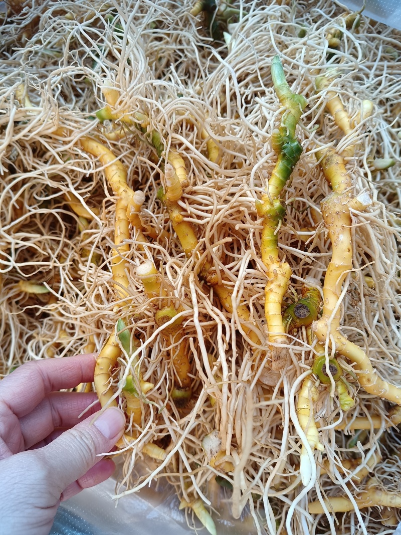 玉竹（中药材，云南高山玉竹，鲜货，基地直供，20斤起批）