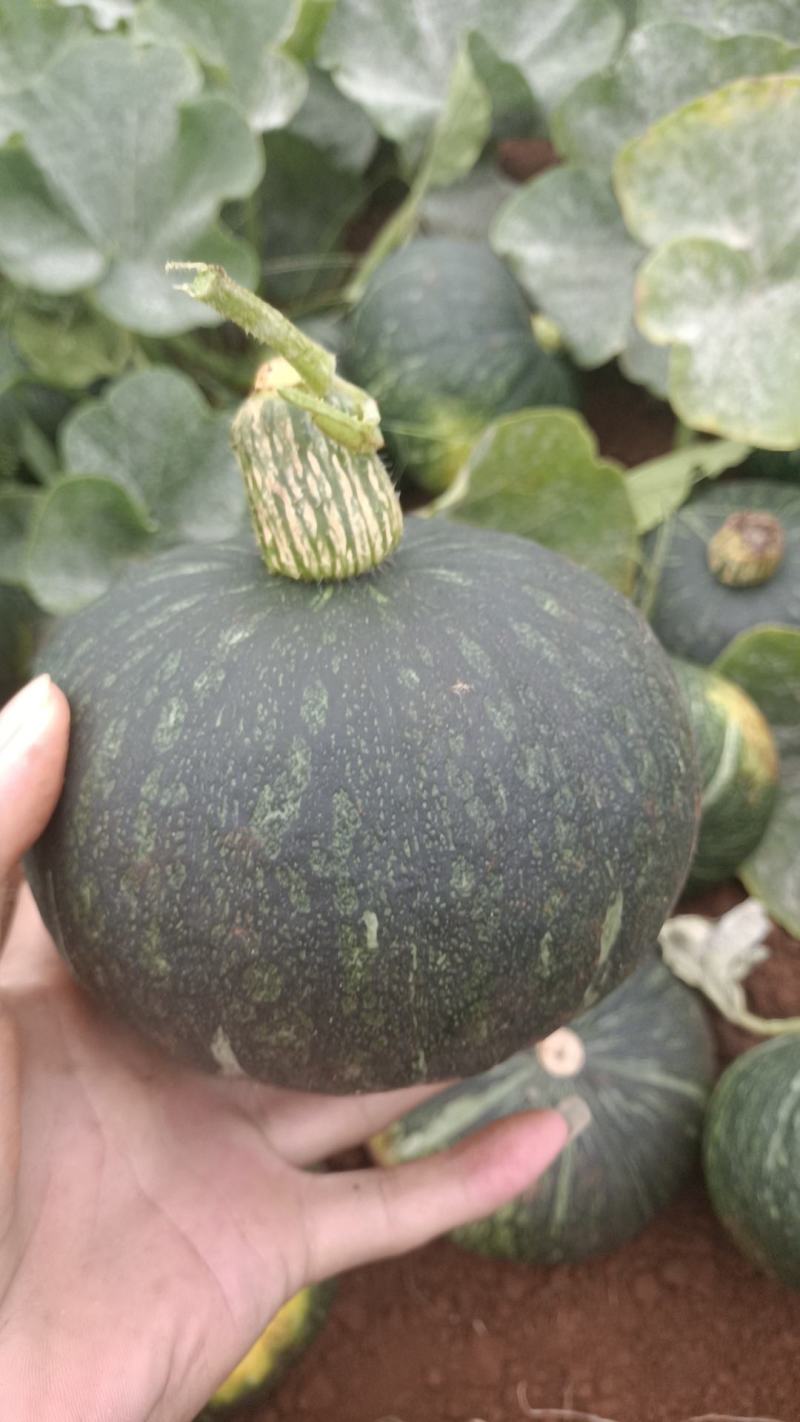 广东产区板粟南瓜精品货平台货大量供应