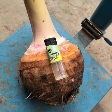 芋母，红香芋母，大芋头母，金香芋，广西香芋母