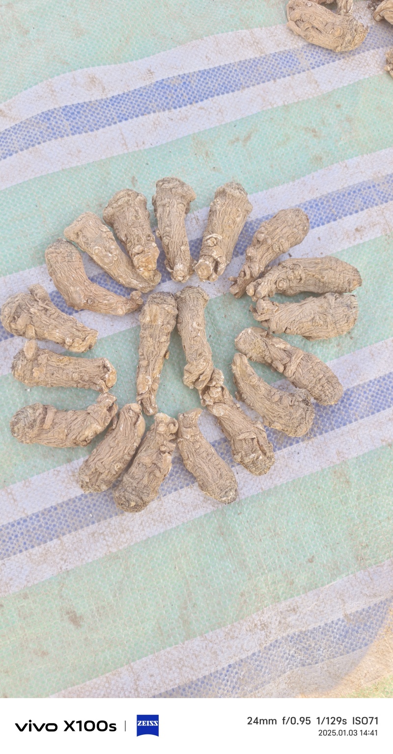 甘肃特产当归头片