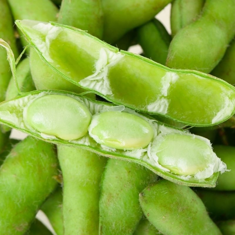 源丰早绿宝辽鲜一号毛豆种子高产抗病耐热优质鲜食毛豆