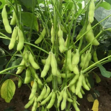 源丰早绿宝辽鲜一号毛豆种子高产抗病耐热优质鲜食毛豆