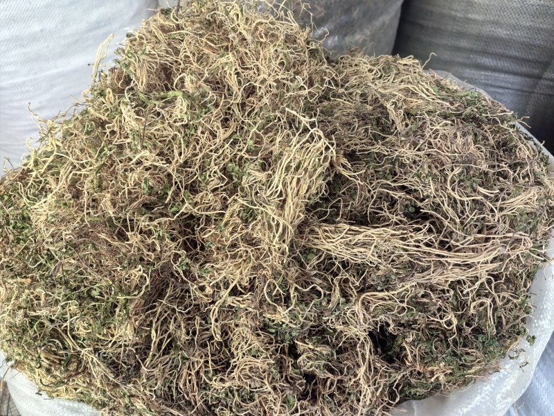 半边莲半边莲一公斤起发