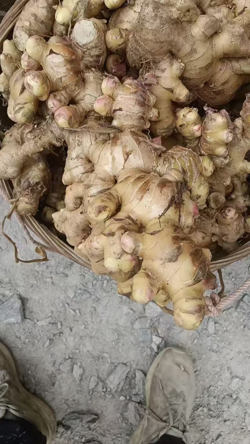 信宜高山红牙大肉姜