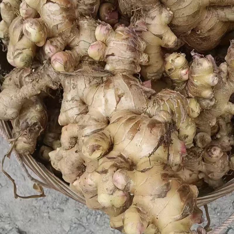 信宜高山红牙大肉姜
