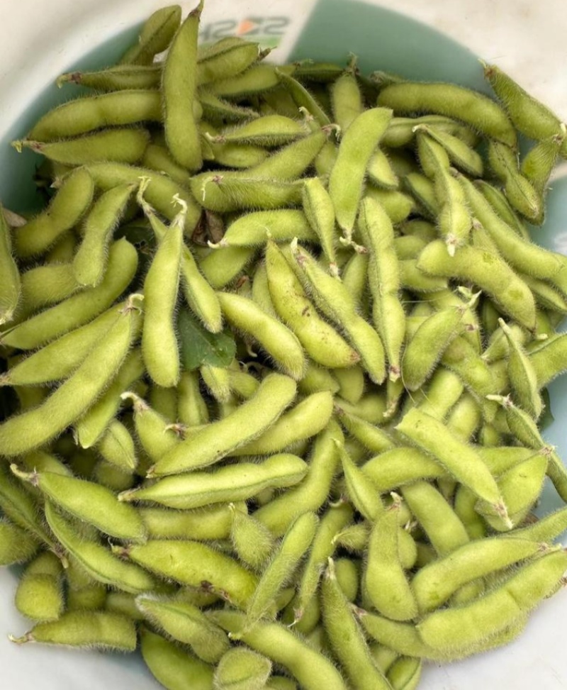 交大133毛豆种子中熟鲜食高产抗病春秋季播大豆蔬菜种