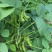 交大133毛豆种子中熟鲜食高产抗病春秋季播大豆蔬菜种