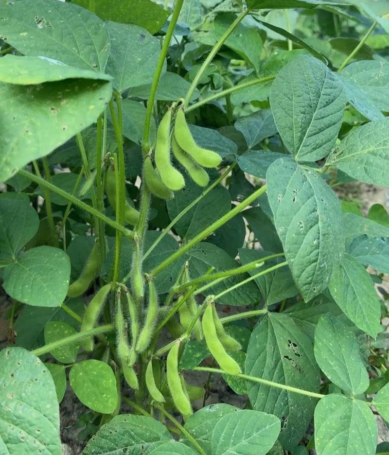 交大133毛豆种子中熟鲜食高产抗病春秋季播大豆蔬菜种