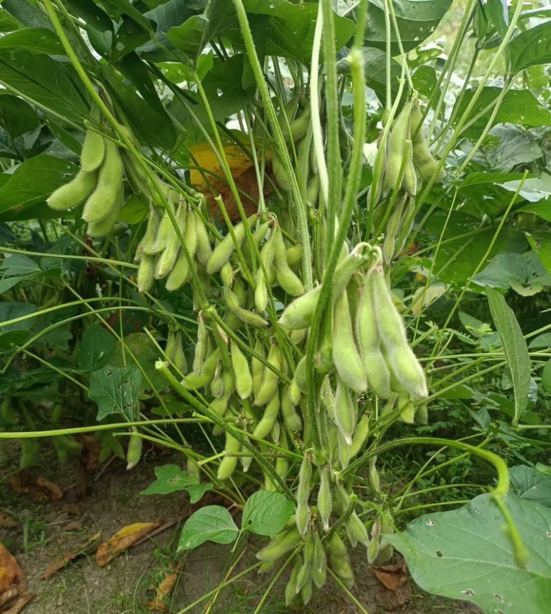 交大133毛豆种子中熟鲜食高产抗病春秋季播大豆蔬菜种