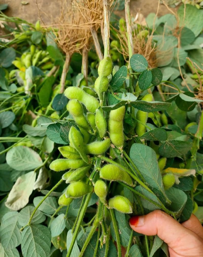 交大133毛豆种子中熟鲜食高产抗病春秋季播大豆蔬菜种
