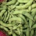 奎鲜5号毛豆种子早熟大粒甜糯毛豆非转基因种子高产大田用种