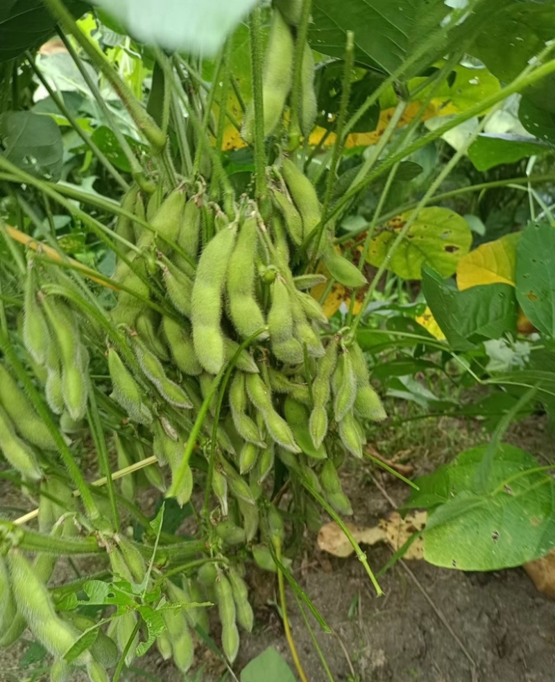 奎鲜5号毛豆种子早熟大粒甜糯毛豆非转基因种子高产大田用种