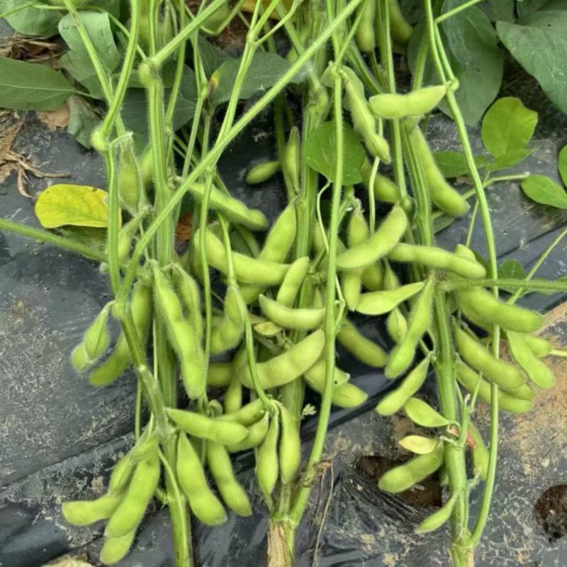 奎鲜5号毛豆种子早熟大粒甜糯毛豆非转基因种子高产大田用种