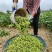 奎鲜5号毛豆种子早熟大粒甜糯毛豆非转基因种子高产大田用种