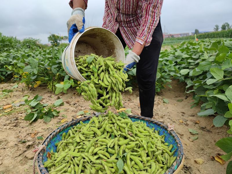 奎鲜5号毛豆种子早熟大粒甜糯毛豆非转基因种子高产大田用种