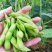 奎鲜5号毛豆种子早熟大粒甜糯毛豆非转基因种子高产大田用种