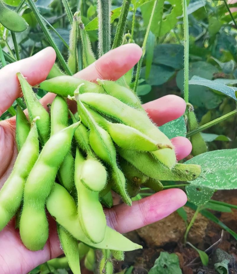 奎鲜5号毛豆种子早熟大粒甜糯毛豆非转基因种子高产大田用种