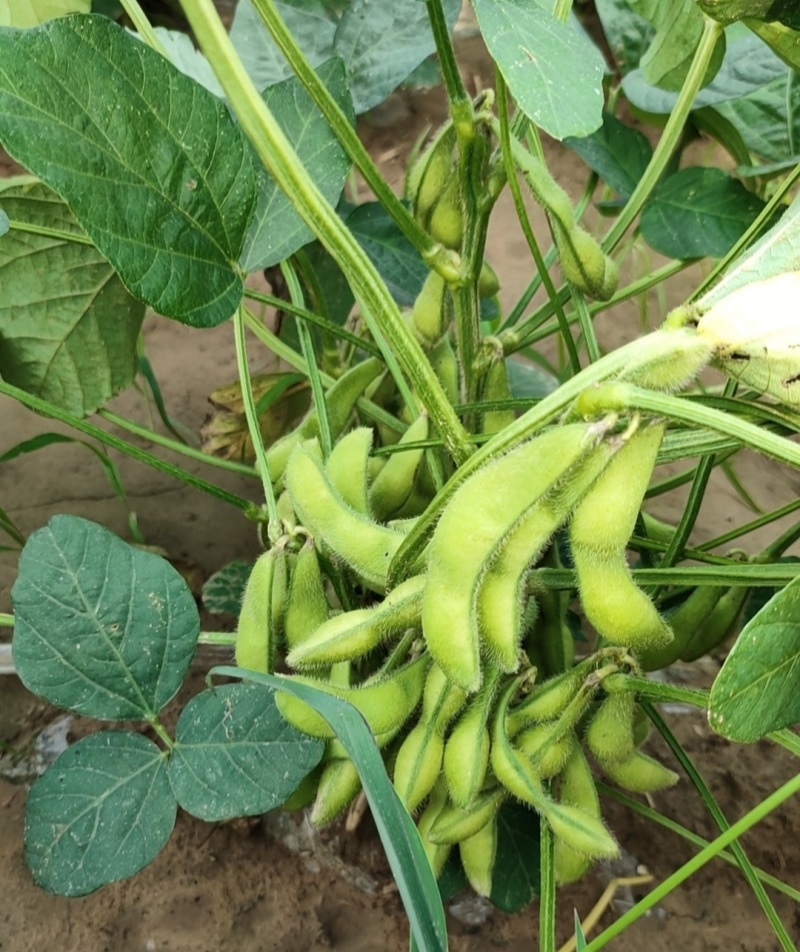 奎鲜5号毛豆种子早熟大粒甜糯毛豆非转基因种子高产大田用种