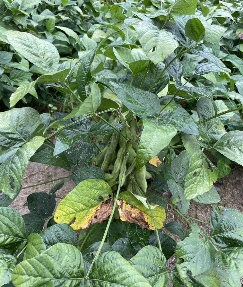 奎鲜5号毛豆种子早熟大粒甜糯毛豆非转基因种子高产大田用种